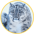 snow leopard icon