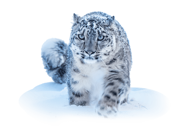 What to do when encountering a Snow leopard