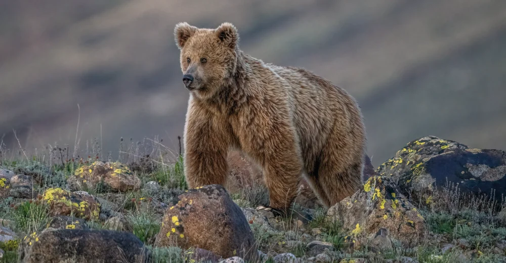 Brown Bear