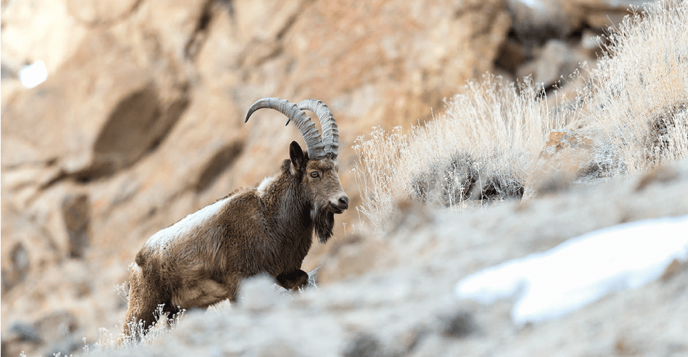 Himalayan Ibex