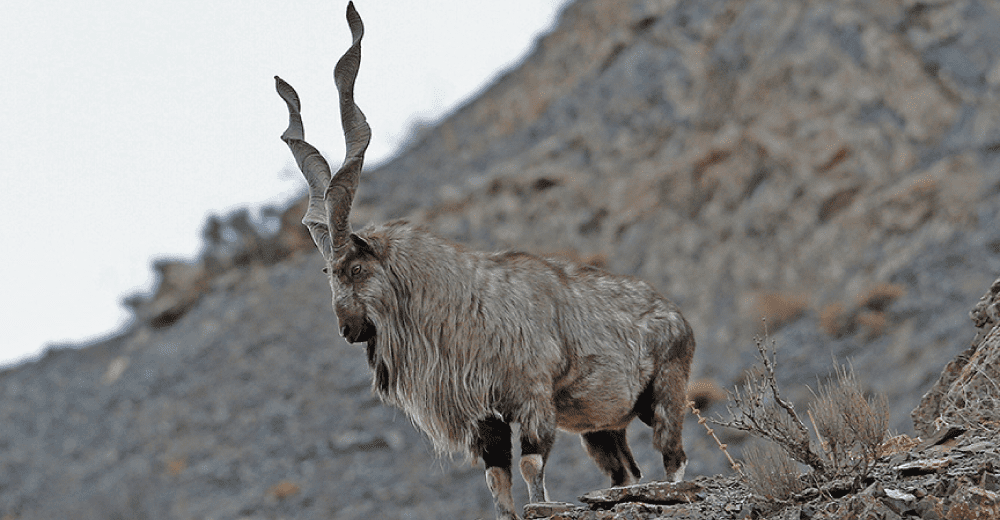 Markhor