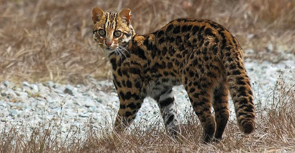 Leopard Cat