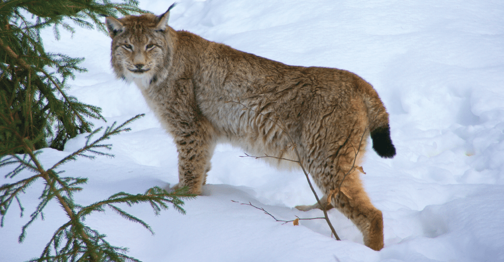 Himalayan Lynx