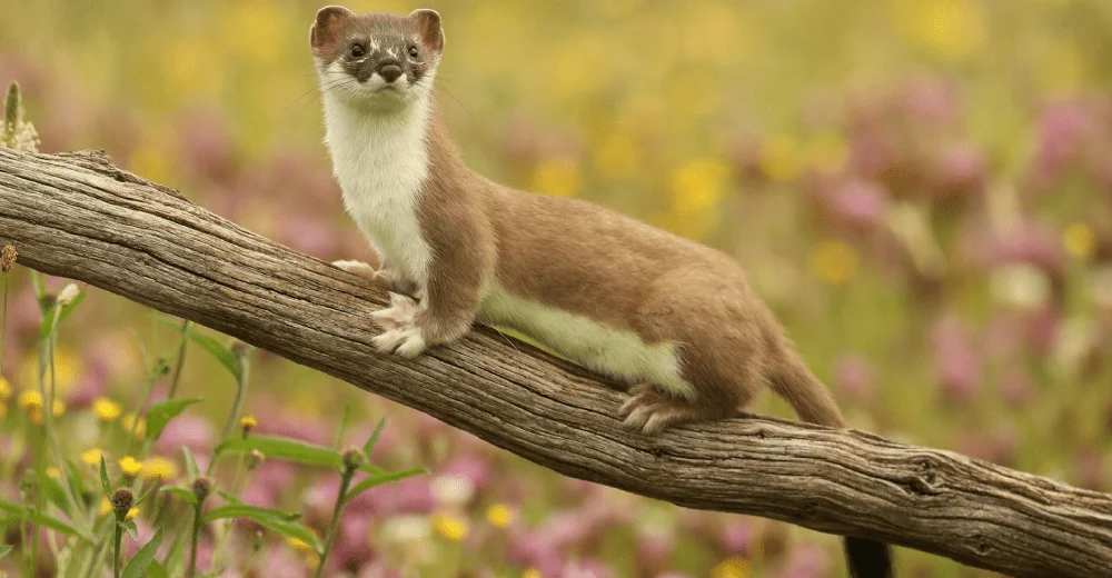 Mountain Weasel