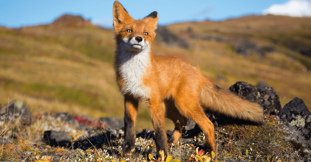 Red Fox