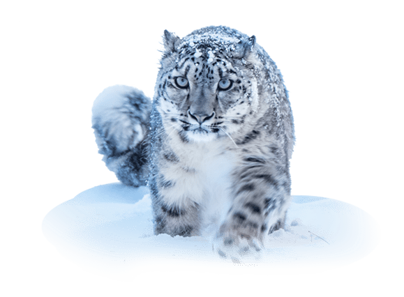 a snow leopard walking in snow