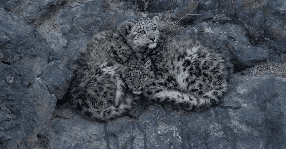 Snow Leopard