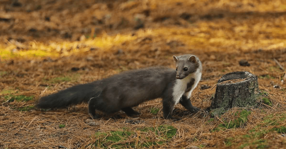 Stone Marten