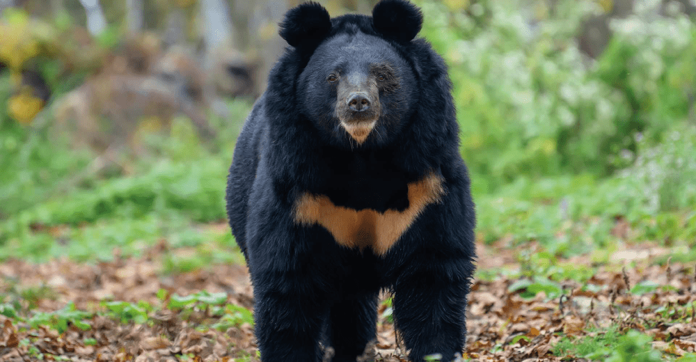 Asiatic Black Bear