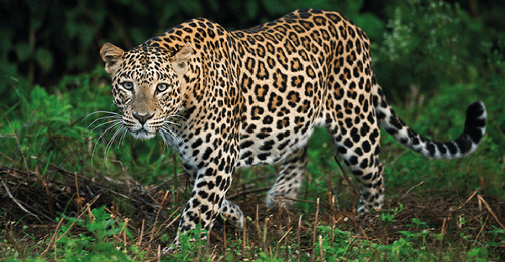 Common Leopard