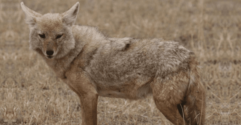 Asiatic Jackal