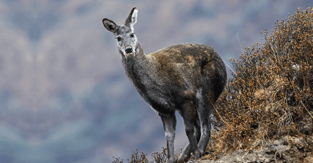 Musk Deer