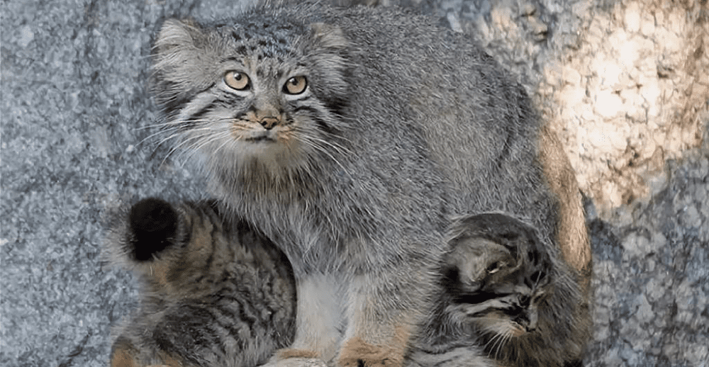 Pallas’s Cat