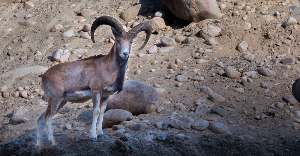 Ladakh Urial