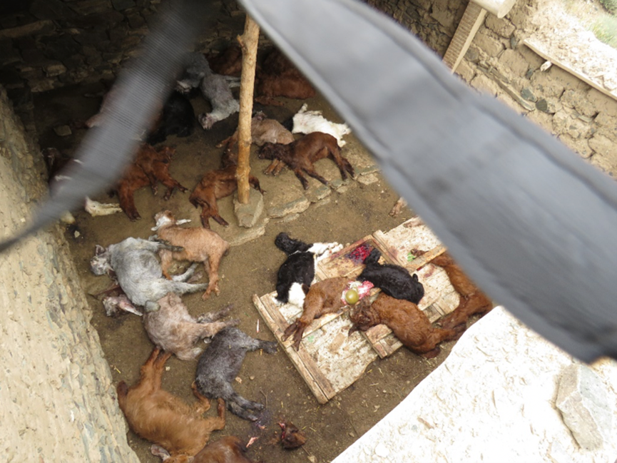 “Lynx Predation in Chitral”