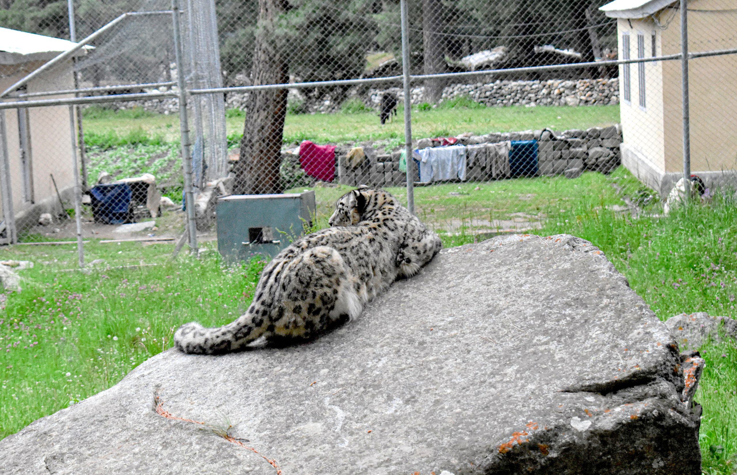 Snow Leopard Rehabilitation Center: A Tale of Finding a New Home