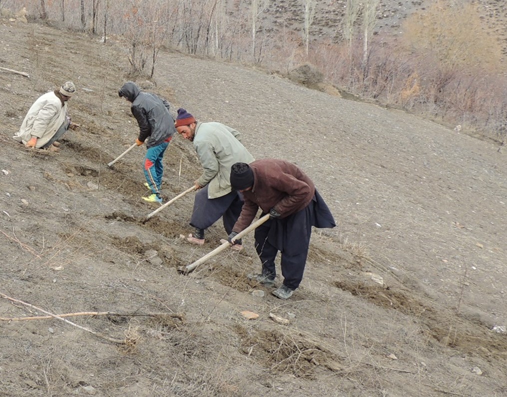 Plantation Drive in Drungagh By SLF and Forest Department Chitral