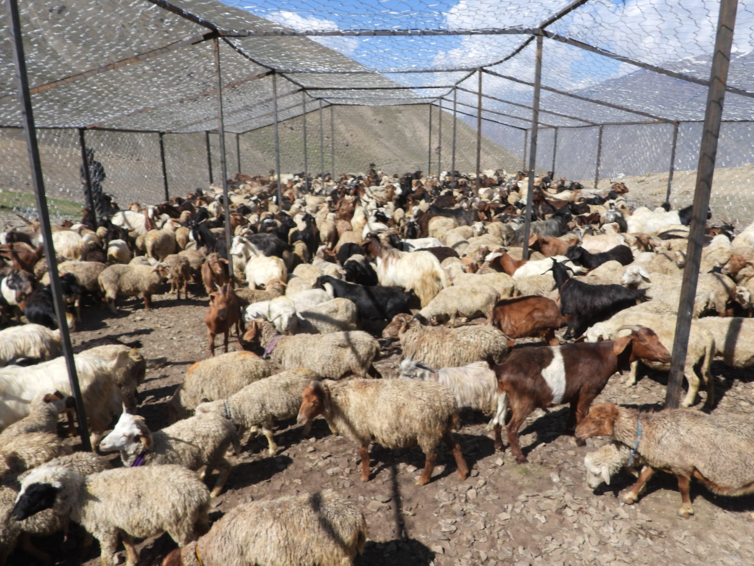 Predator-Proof Corrals: Untapped Potential to Save Livestock, Livelihoods, and Snow Leopards