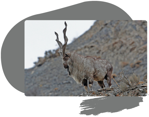 a mountain ungulate