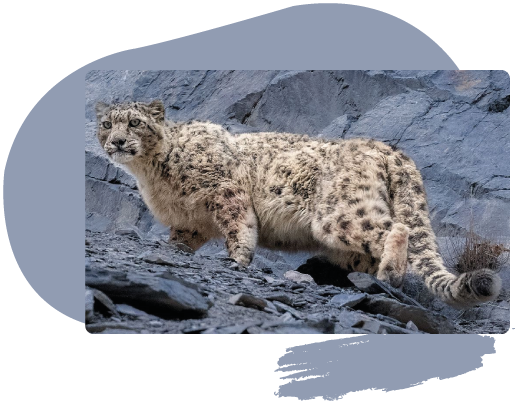 an image of a large  carnivor