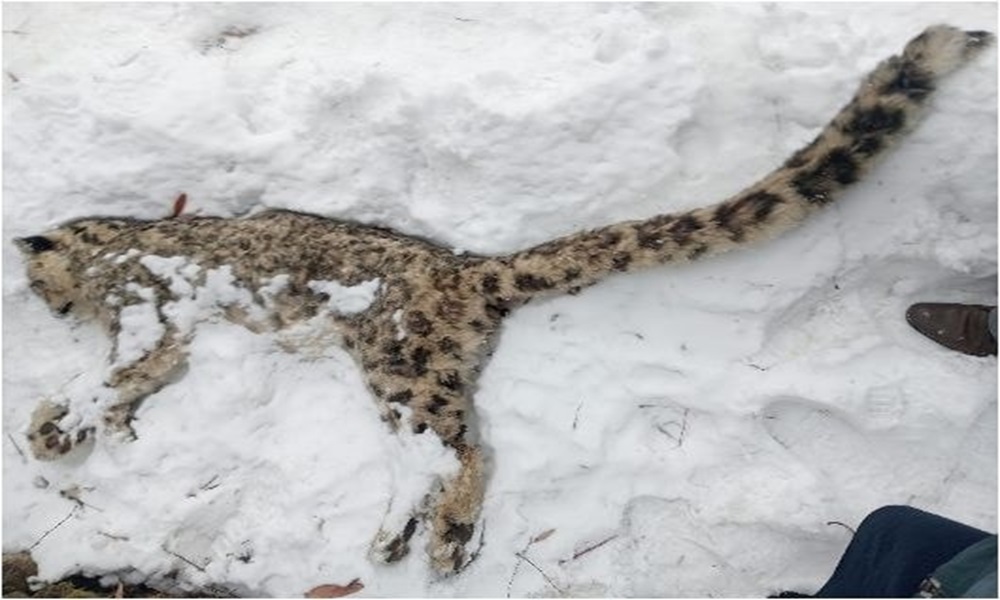 Natural Death of Snow Leopard in Chitral Signals Growing Human–Wildlife Coexistence