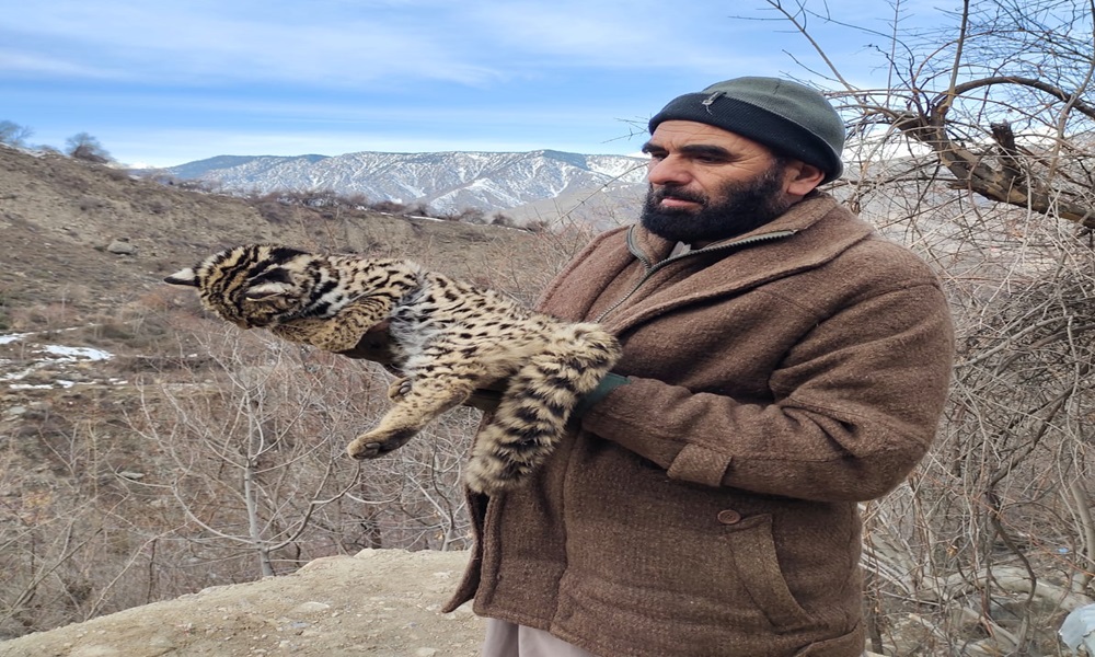Wildlife officials examine rescued leopard cat