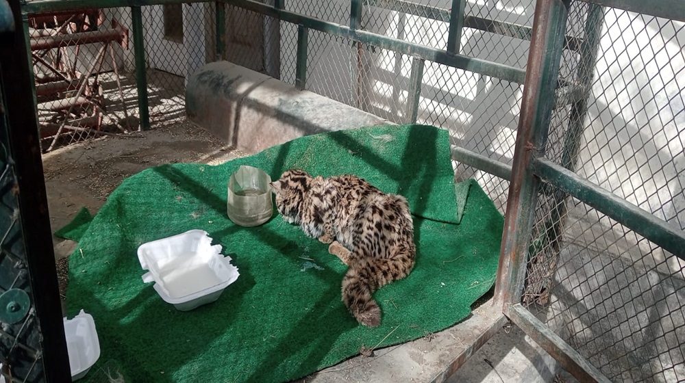 Leopard cat mistaken for snow leopard cub rescued in Lower Chitral