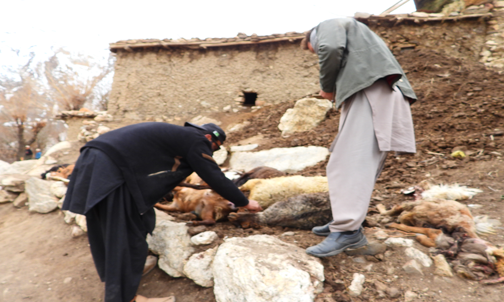 One Night, 50 Animals Dead and Injured: Snow Leopard Attack Pushes Chitral Families to the Edge